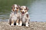 BERGER AUSTRALIEN PUPPIES 107